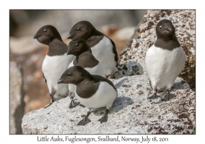 2011-07-18#2099 Alle alle, Fuglesongen, Svalbard