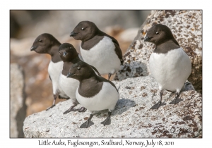 2011-07-18#2104 Alle alle, Fuglesongen, Svalbard