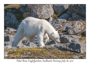 2011-07-18#2126 Ursus maritimus, Fuglefjorden, Svalbard
