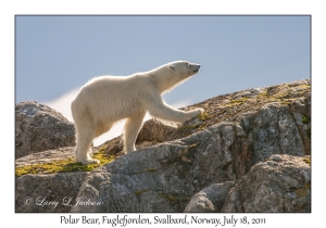 2011-07-18#2164 Ursus maritimus, Fuglefjorden, Svalbard