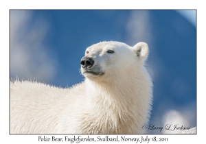 2011-07-18#2170 Ursus maritimus, Fuglefjorden, Svalbard