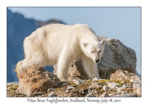 2011-07-18#2216 Ursus maritimus, Fuglefjorden, Svalbard