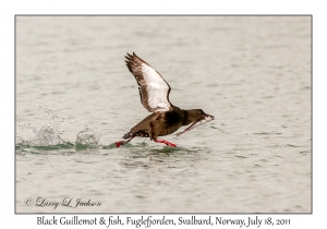 2011-07-18#2418 Cepphus grylle with fish, Fuglefjorden, Svalbard