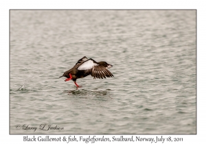 2011-07-18#2426 Cepphus grylle with fish, Fuglefjorden, Svalbard