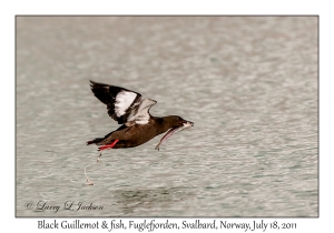 2011-07-18#2432 Cepphus grylle with fish, Fuglefjorden, Svalbard