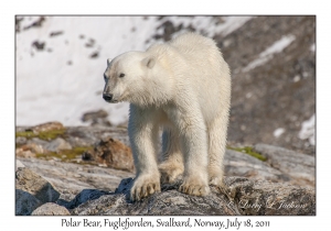 2011-07-18#4185 Ursus maritimus, Fuglefjorden, Svalbard