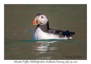 2011-07-19#2681 Fratercula arctica, Mollerfjorden, Svalbard