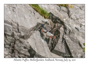 2011-07-19#2701 Fratercula arctica, Mollerfjorden, Svalbard