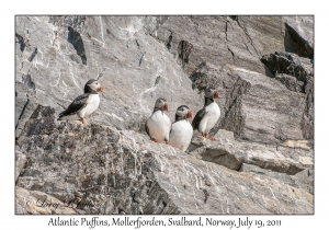 2011-07-19#2733 Fratercula arctica, Mollerfjorden, Svalbard