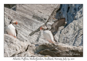 2011-07-19#2740 Fratercula arctica, Mollerfjorden, Svalbard