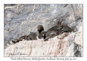 2011-07-19#2754 Uria lomvia, Mollerfjorden, Svalbard