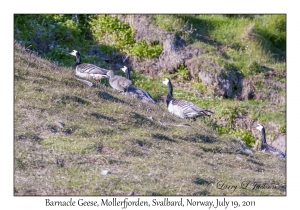 2011-07-19#2889 Branta leucopsis, Mollerfjorden, Svalbard