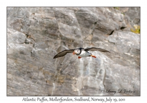 2011-07-19#2998 Fratercula arctica, Mollerfjorden, Svalbard