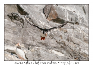 2011-07-19#3077 Fratercula arctica, Mollerfjorden, Svalbard