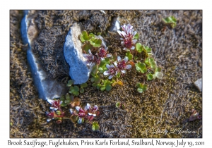 2011-07-19#4281 Saxifraga rivularis, Fuglehuken, Prins Karls Forland, Svalbard