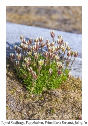 2011-07-19#4287 Saxifraga cespitosa, Fuglehuken, Prins Karls Forland, Svalbard