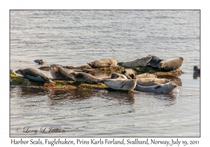2011-07-19#4290 Phoca vitulina, Fuglehuken, Prins Karls Forland, Svalbard