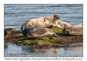 2011-07-19#4411 Phoca vitulina, Fuglehuken, Prins Karls Forland, Svalbard