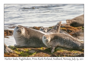 2011-07-19#4486 Phoca vitulina, Fuglehuken, Prins Karls Forland, Svalbard