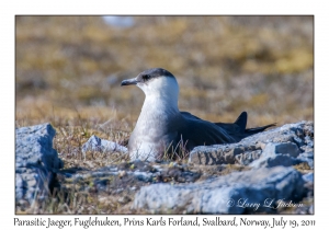 2011-07-19#4533 Stercorarius parasiticus, Fuglehuken, Prins Karls Forland, Svalbard