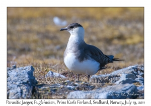 2011-07-19#4548 Stercorarius parasiticus, Fuglehuken, Prins Karls Forland, Svalbard