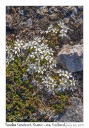 2011-07-20#4314 Arenaria pseudofrigida, Skansbukta, Svalbard