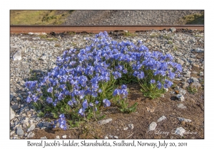 2011-07-20#4317 Polemonium boreale, Skansbukta, Svalbard