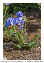 2011-07-20#4318 Polemonium boreale, Skansbukta, Svalbard