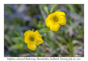 2011-07-20#4320 Ranunculus sulphureus, Skansbukta, Svalbard