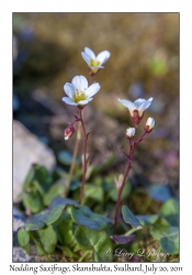 2011-07-20#4327 Saxifraga cernua, Skansbukta, Svalbard