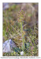 2011-07-20#4328 Micranthes hieracifolia, Skansbukta, Svalbard