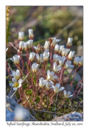 2011-07-20#4333 Saxifraga cespitosa, Skansbukta, Svalbard