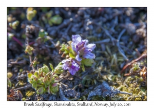 2011-07-20#4341 Saxifraga rivularis, Skansbukta, Svalbard