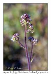 2011-07-20#4344 Micranthes nivalis, Skansbukta, Svalbard