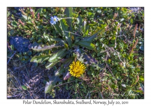 2011-07-20#4345 Taraxacum brachyceras, Skansbukta, Svalbard