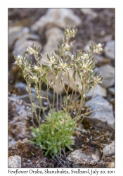2011-07-20#4349 Draba pauciflora, Skansbukta, Svalbard