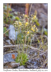 2011-07-20#4353 Draba pauciflora, Skansbukta, Svalbard