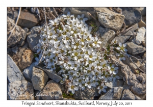 2011-07-20#4355 Arenaria pseudofrigida, Skansbukta, Svalbard