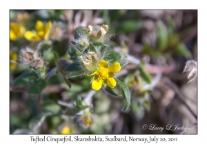 2011-07-20#4359 Potentilla pulchella, Skansbukta, Svalbard