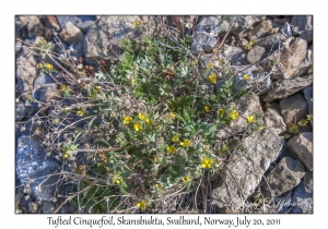 2011-07-20#4362 Potentilla pulchella, Skansbukta, Svalbard