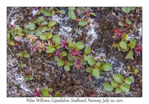 2011-07-20#4462 Salix polaris, Gipsdalen, Svalbard