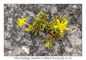 2011-07-20#4491 Saxifraga aizoides, Gipsdalen, Svalbard