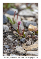 2011-07-20#4499 Bistorta viviparum, Gipsdalen, Svalbard