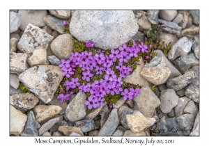 2011-07-20#4500 Silene acaulis, Gipsdalen, Svalbard