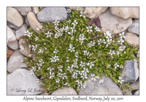 2011-07-20#4505 Minutaria rubella, Gipsdalen, Svalbard