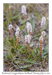 2011-07-21#4514 Bistorta viviparum, Longyearbyen, Svalbard