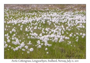 2011-07-21#4516 Eriophorum scheuchzeri, Longyearbyen, Svalbard