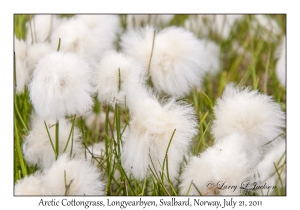 2011-07-21#4518 Eriophorum scheuchzeri, Longyearbyen, Svalbard