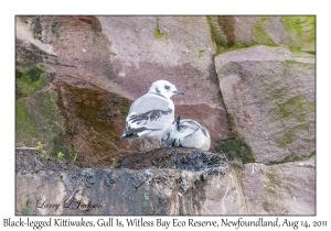 Black-legged Kittiwakes