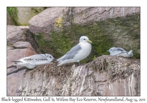 Black-legged Kittiwakes